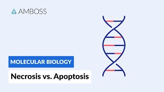 Necrosis vs Apoptosis Cell Death [upl. by Allana]