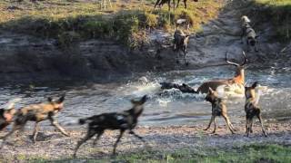 18 Wild dogs vs spotted Hyenas [upl. by Imiaj689]