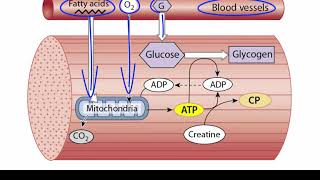 ATP Production in Skeletal Muscle [upl. by Eniarrol815]